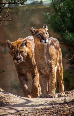 Book of Mormon Lions